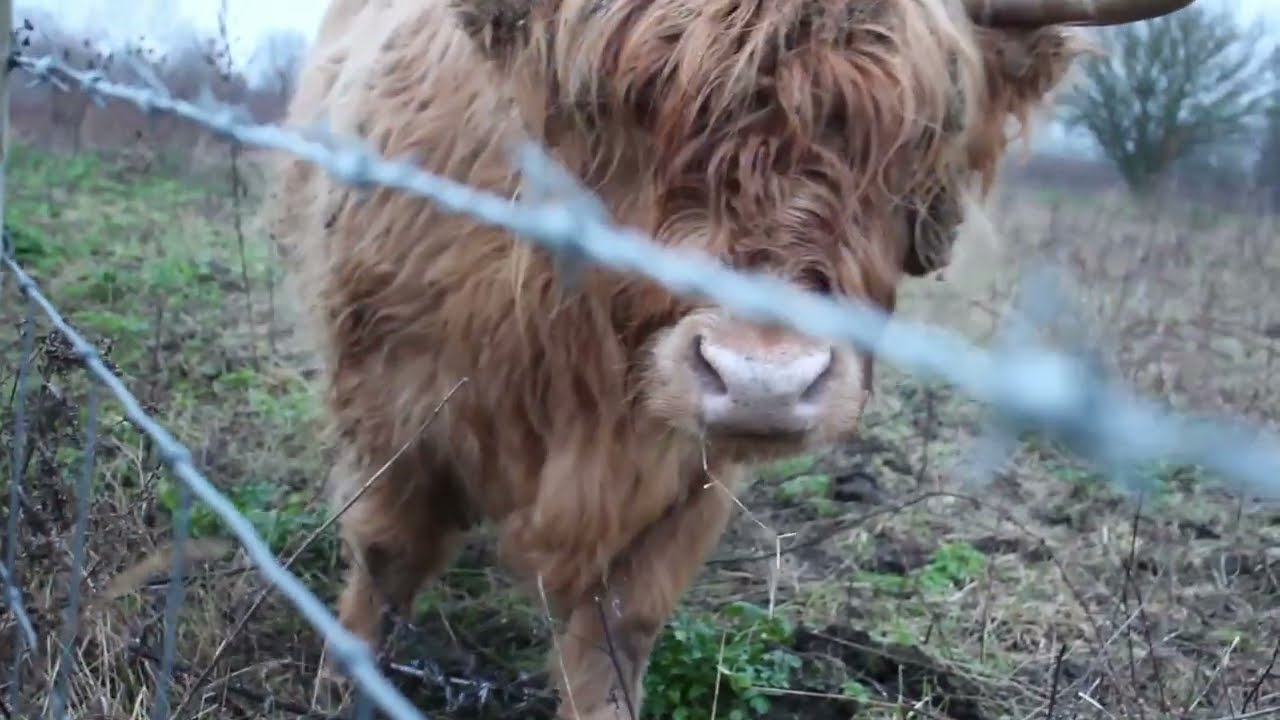Highland Cows in the Fog | B Roll