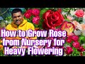 रामविलस जी नर्सरी से लाए गए गुलाब के पौधे को ज़्यादा से ज़्यादा फूलों के लिए कैसे लगाते है ? | Roses