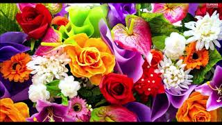 Yo-Yo-Ma The siek Road.Ensenble distant Green Valley.