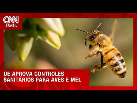 UE aprova controles sanitários do Brasil para aves e mel, diz ministro | CNN AGRO NEWS