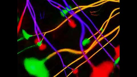 Carlota - Locus Error [Trip Recordings]