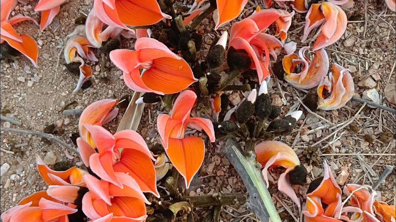 jharkhand ka sabse sunder palash fool