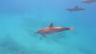 Swimming with dolphins