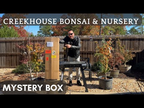 UNBOXING Mystery Box [Creekhouse Bonsai And Nursery] - YouTube