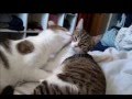 cat pals  - Compilation