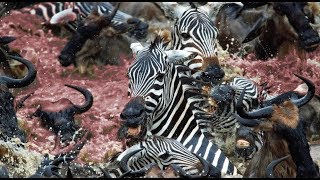 Buaya Berpesta Zebra dan Wildebeest Yang Migrasi Menyebrang Sungai