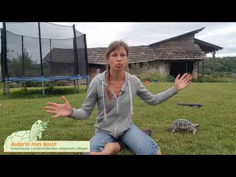 Video: Schildkrötenpanzer. Schildkrötenpanzerstruktur