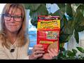 Control Fungus Gnats with Mosquito Bits