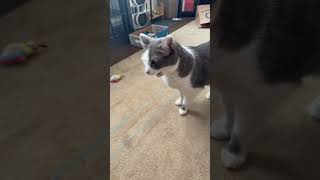 Caturday fun 🤩 Buddies #catslive 