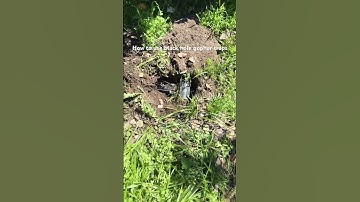 How to use black hole gopher traps. #gardening #pestcontrol #gophers #california