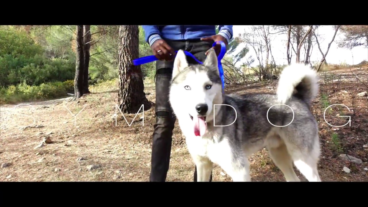 REEDUCATION HUSKY / EDUCATION CANINE YouTube