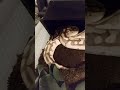 Carrie my ball python