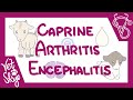 Caprine Arthritis Encephalitis - causes, pathophysiology, clinical signs, diagnosis, treatment