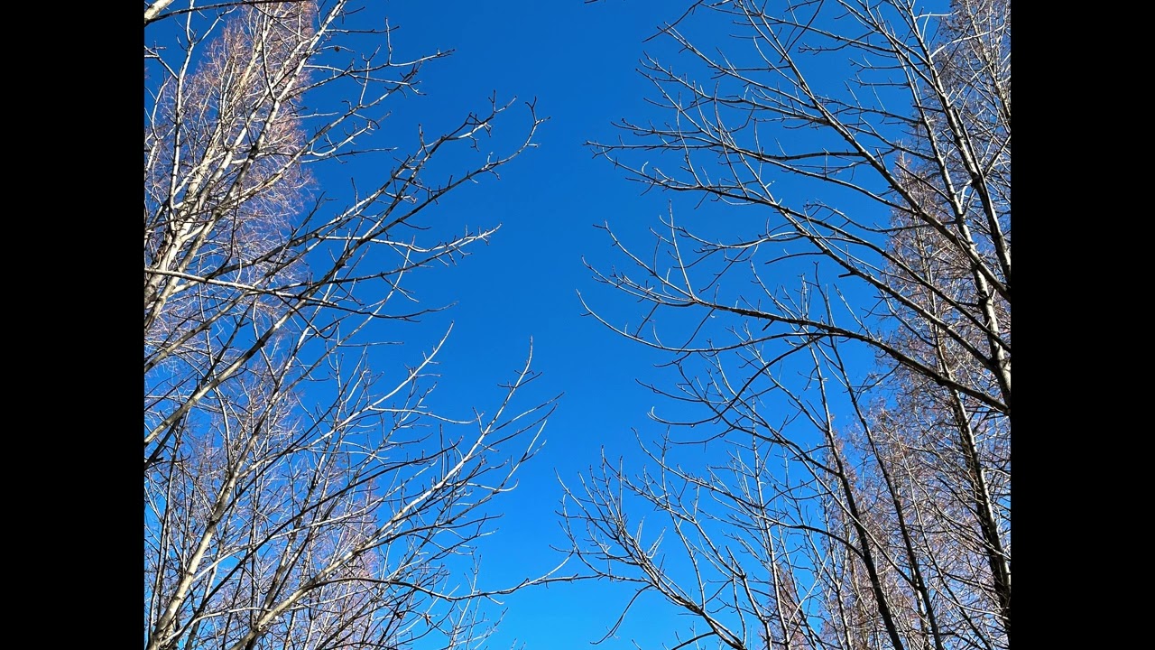 하모니카(숲속의작은집)