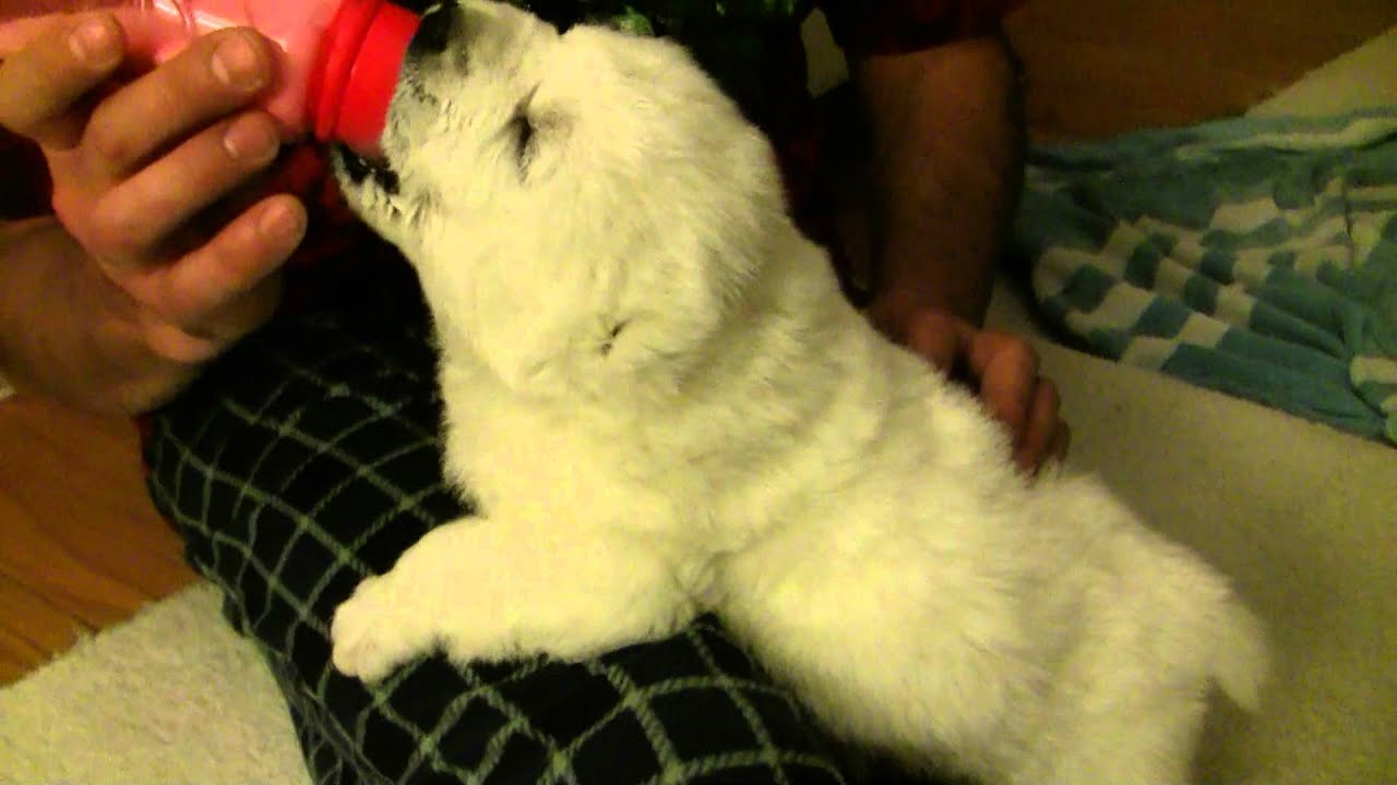 Puppy bottle feeding