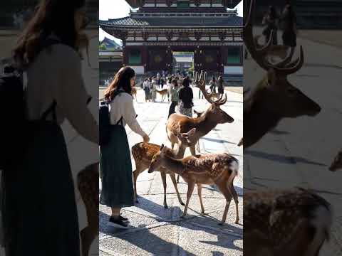 Deers In Nara Park