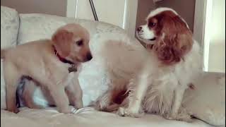 Hyper Puppy Keeps Barking At Older Dog To Play - 1355673