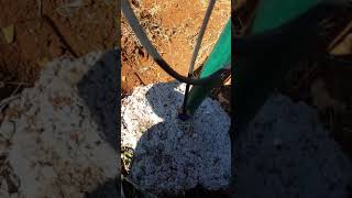 تجهيز نظام الري بالتنقيط والحفر لشتلات العنب preparing drip irrigation system and holes for grapes p