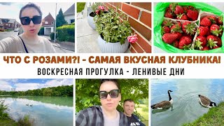 Milana LifeVlog🇩🇪 Мои розы погибают?!-отвечаю на вопросы -на сколько кг похудела?-Жизнь в Германии