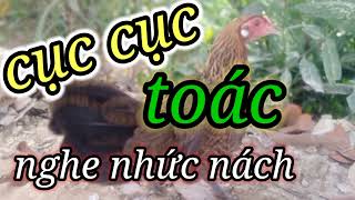 tiếng gà mái tục tác mới nhất 2022