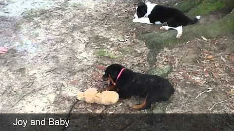 Chaos, Joy, Drago, Lynko, and Baby