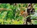 Butterfly Habitats and Urban Gardens