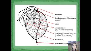 МЕДИЦИНСКАЯ ПАРАЗИТОЛОГИЯ | Урок 7. Трихомонады