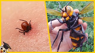 Los 10 Insectos más Peligrosos del Mundo