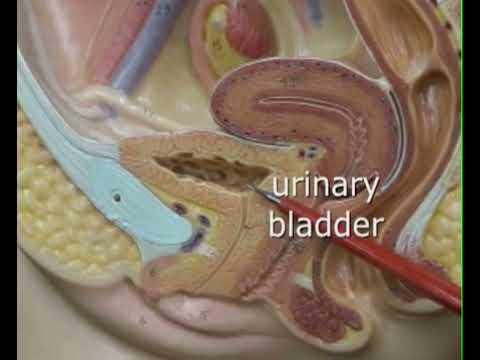 Female reproductive anatomy mid sagittal section