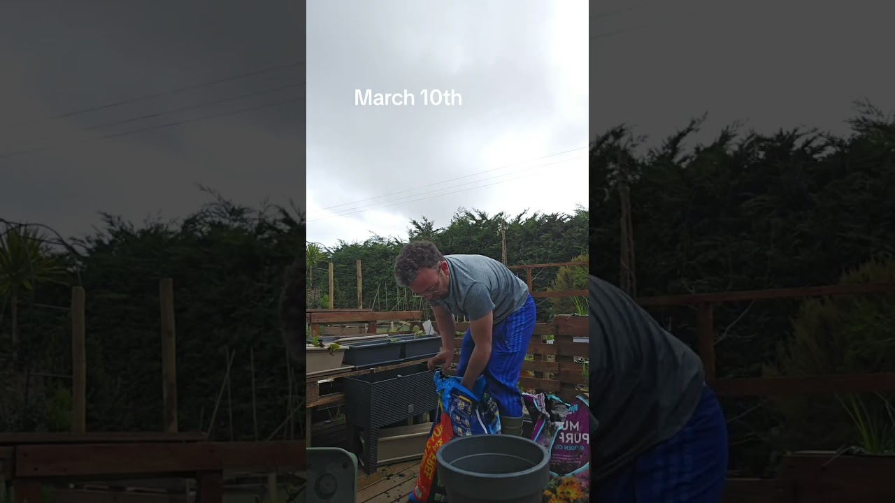 Planting up potatoes in containers 