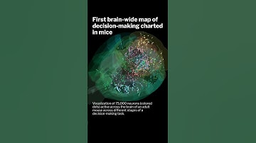First brain-wide map of decision-making charted in mice