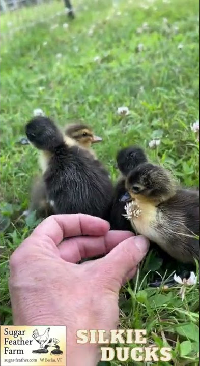 Bantam Silkie Ducks - Sugar Feather Farm