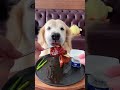 #GoldenRetrieverEatsBetterThanMeSeries #AmazingAnimalsOnTikTok #PawPatrol