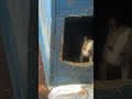 Щенятки растут, проявляют активность! Приют ДРУГ ЖИВИ. г. ОМСК