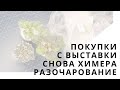 Покупки фиалок. Новая химерка. Разочарование.