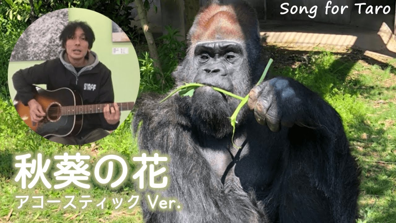 ニシゴリラのいる動物園は 飼育展示動物園とニシゴリラ情報まとめ アリエスコム Ariescom