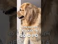 Quarta de cinzas #goldenretriever #pets #funnydogs #cachorro #humor so o pó ???