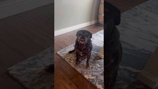 Pug Mix rattles his bowl to be fed #cute #funny #dogs #pets #pug #doglover #shorts #share #tricks