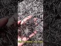 Flat head polish round iron wire nail for wood building construction