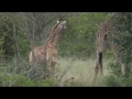 Feb 6, 2017- YES! A baby Giraffe with mom