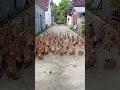 bebek putih memimpin barisan