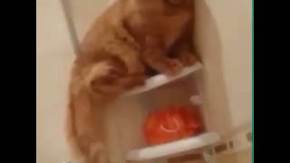 Kedinin Banyoda Mücadelesi Vine