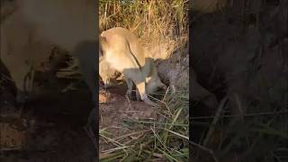 animals junglehunter funnyanimals wildlife primitiveplus