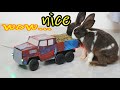 DIY - RC truck with Rabbit - eating ASMR