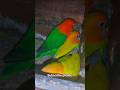 Top Quality Dark Red Hood Green opline #redhood #parrot #breeding #progress #lovebirdsfarming #birds