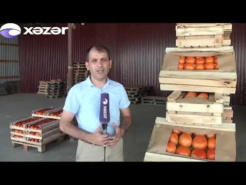 Video: Bazarda Pomidorları Necə Seçmək Olar