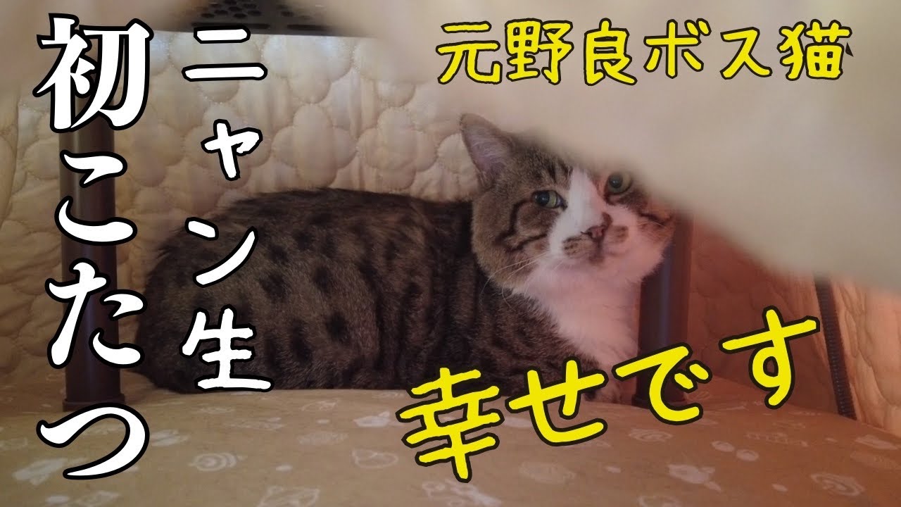 三毛猫♡仲良しひよこ♡コタツ大好き 初めてのこたつで見せた元狂暴ボス猫の幸せそうな顔が可愛い - YouTube