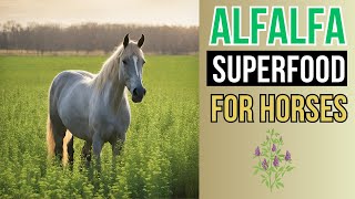 Alfalfa - The Superfood for Horses - Great Benefits - Alfalfa - The Superfood for Horses - Great Benefits -