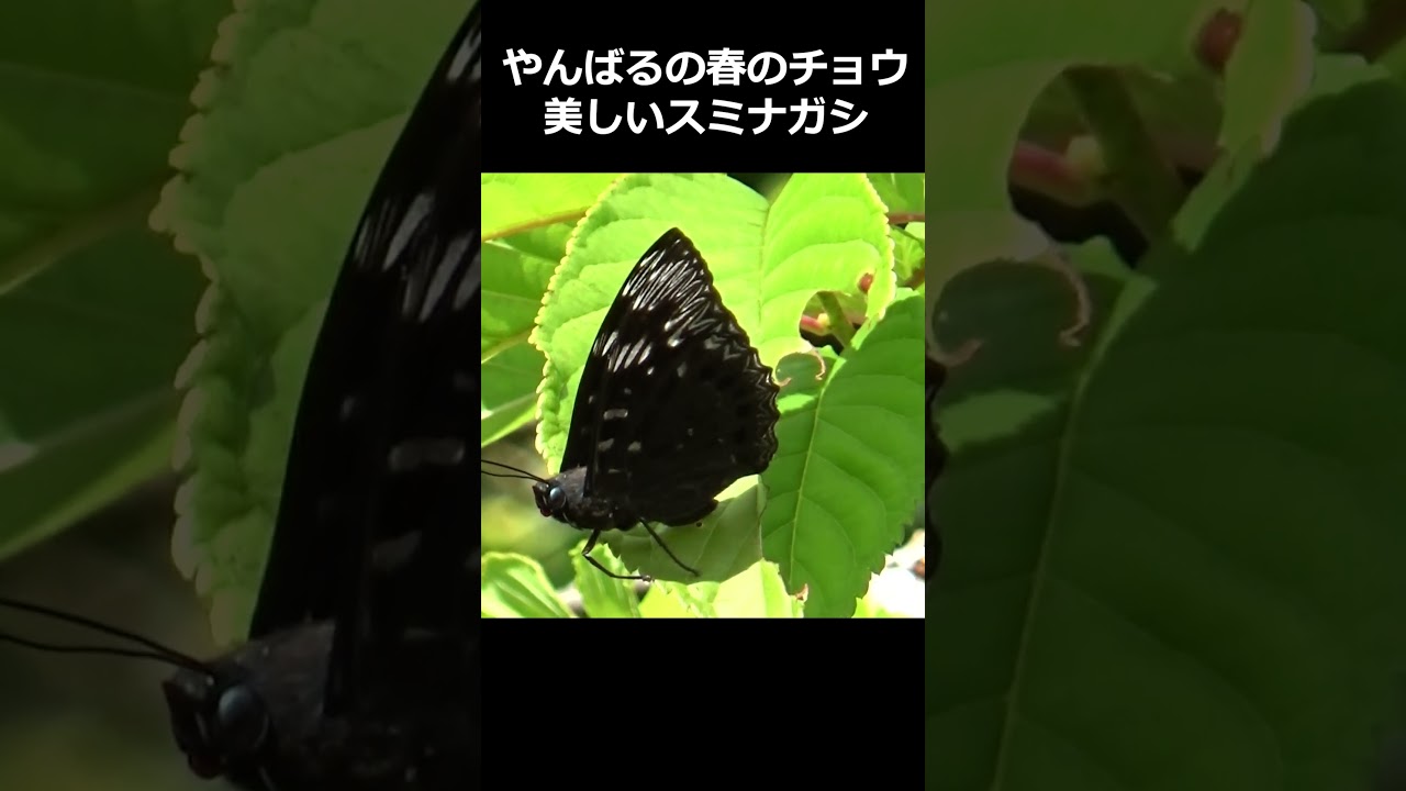 やんばるの春のチョウ 美しいスミナガシ Dichorragia nesimachus okinawaensis 