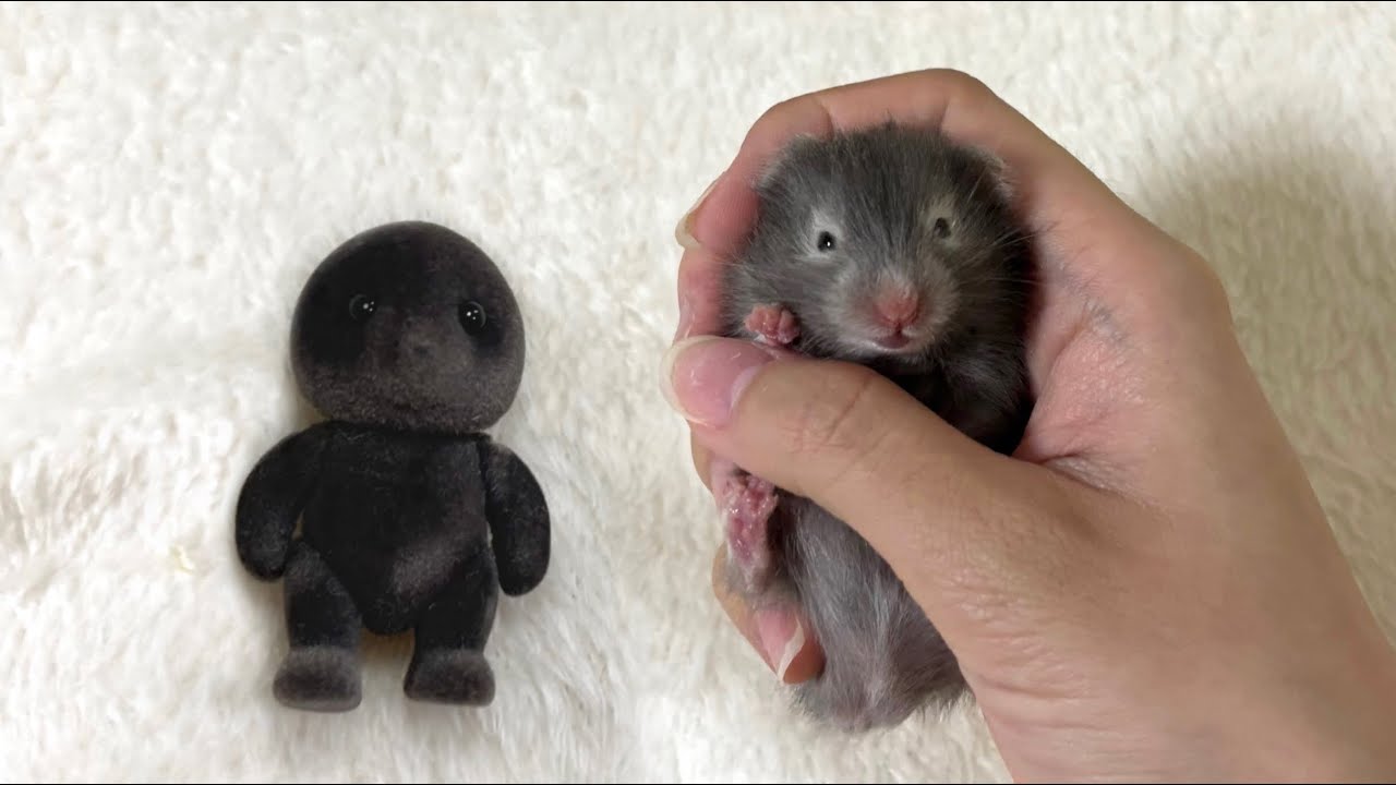 두더지를 주웠어요